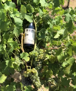 Alternative view of In Ventis - Roc de la Rivière｜河岸上的白葡萄｜100% Viognier