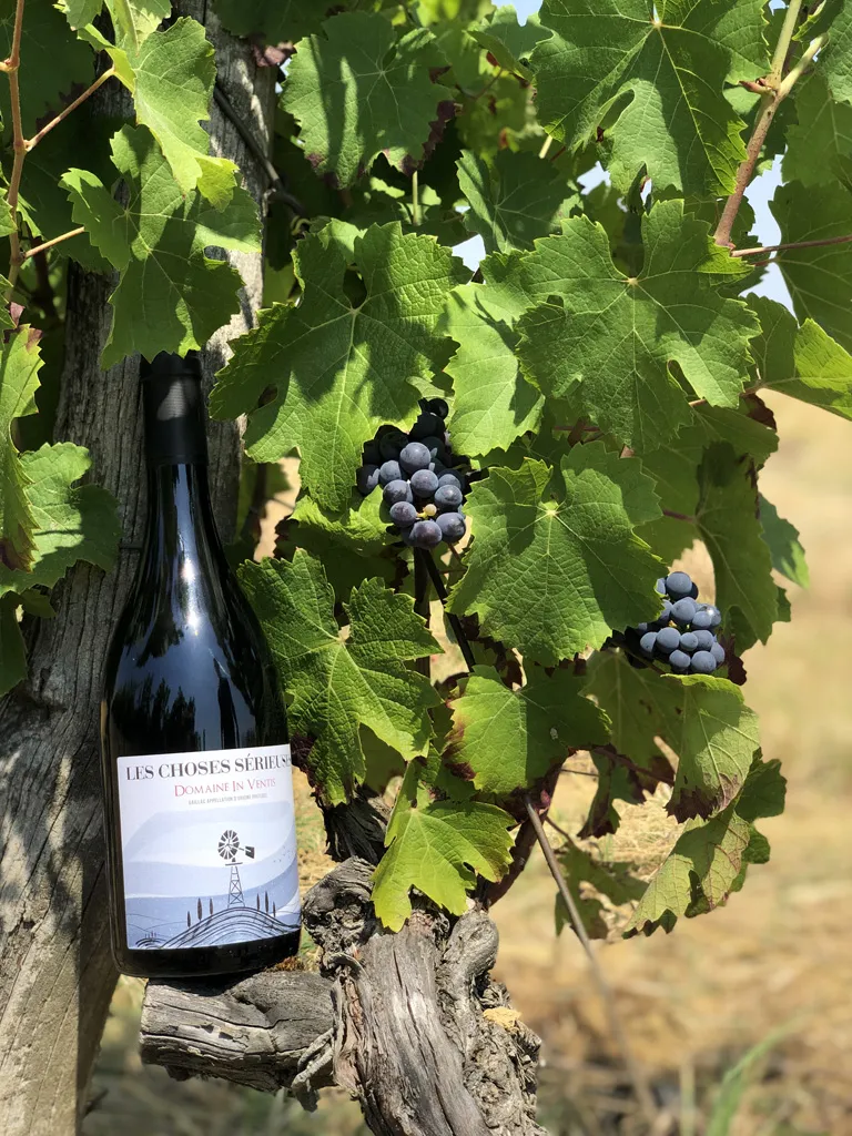 In Ventis - Les Choses Sérieuses – 100% Braucol from Gaillac - Image 2