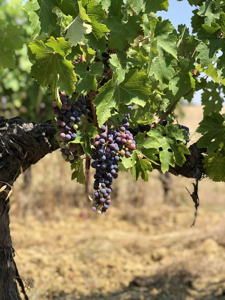 In Ventis - Les Choses Sérieuses – 100% Braucol from Gaillac - Image 3